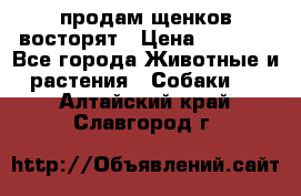 продам щенков восторят › Цена ­ 7 000 - Все города Животные и растения » Собаки   . Алтайский край,Славгород г.